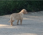 Small Photo #6 Labrador Retriever Puppy For Sale in MANSFIELD, MO, USA