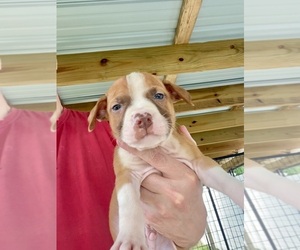 Medium American Pit Bull Terrier