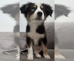 Puppy Milo Australian Shepherd