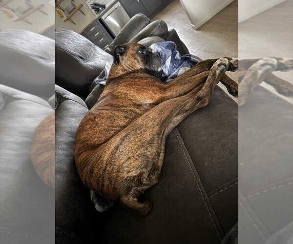 Medium Photo #2 Boxer Puppy For Sale in Austin, TX, USA