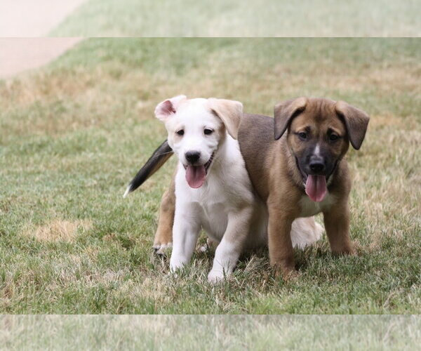 Medium Photo #2 Mutt Puppy For Sale in Euless, TX, USA