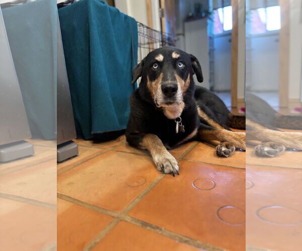 Medium Photo #5 Huskies -Rottweiler Mix Puppy For Sale in Sandy, UT, USA