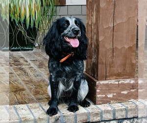 Mother of the Cocker Spaniel puppies born on 06/28/2025