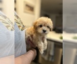 Small #3 Maltipoo