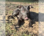 Small #2 American Pit Bull Terrier-Labrador Retriever Mix