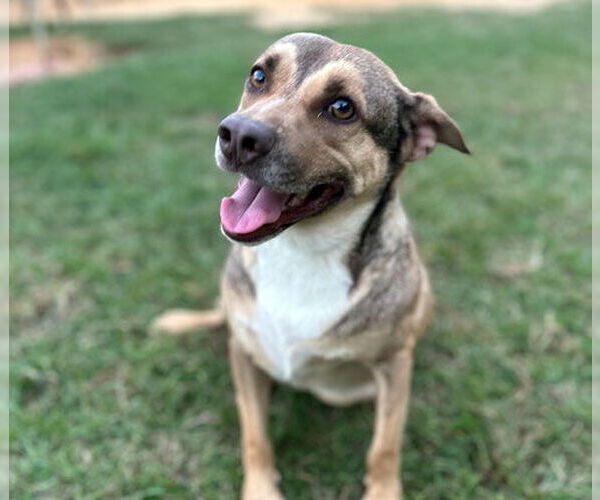 Medium Photo #8 Mutt Puppy For Sale in Eastman, GA, USA