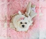 Small #19 Maltese