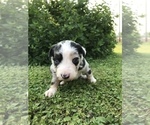 Small Photo #10 Border-Aussie Puppy For Sale in RUPERT, WV, USA