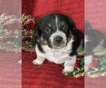 Small Photo #10 Cowboy Corgi Puppy For Sale in MENIFEE, CA, USA