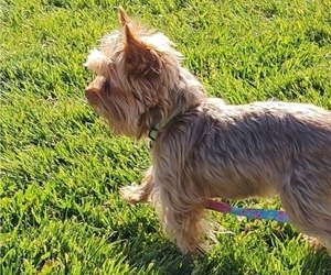 Mother of the Yorkshire Terrier puppies born on 04/07/2025