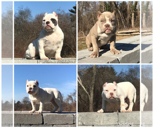 American Bully Puppy for sale in SEEKONK, MA, USA