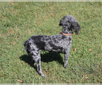 Small #18 Poodle (Toy)