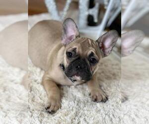 French Bulldog Puppy for sale in BOSTON, MA, USA