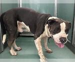 Small #1 American Pit Bull Terrier Mix