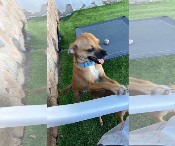 Medium Photo #4 Chihuahua-Unknown Mix Puppy For Sale in Chandler, AZ, USA