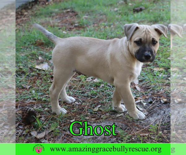 Medium Photo #3 American Pit Bull Terrier-Unknown Mix Puppy For Sale in Pensacola, FL, USA