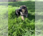 Puppy 2 German Shepherd Dog