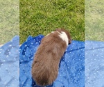 Small #2 Miniature American Shepherd