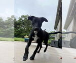Small #17 Labrador Retriever Mix