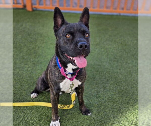 Medium Photo #2 Mutt Puppy For Sale in Las Vegas, NV, USA