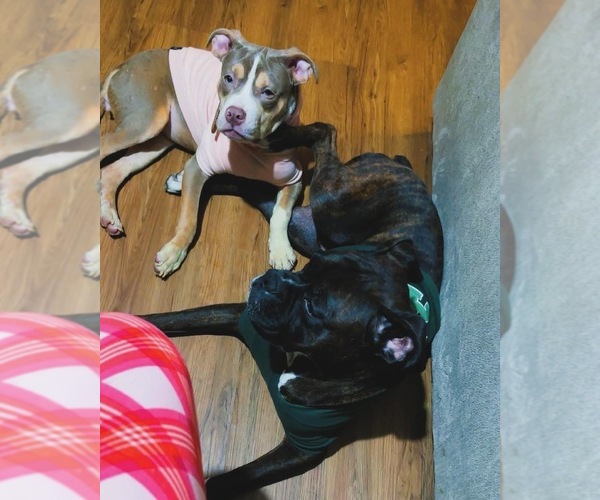 Medium Photo #1 American Bully-Boxer Mix Puppy For Sale in HAMMOND, IN, USA