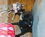 Small Photo #1 American Bully-Boxer Mix Puppy For Sale in HAMMOND, IN, USA