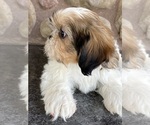 Small Photo #2 Shih Tzu Puppy For Sale in CANOGA, NY, USA