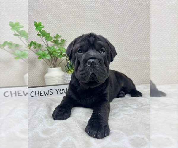 Medium Photo #4 Cocker-Pei Puppy For Sale in INDIANAPOLIS, IN, USA