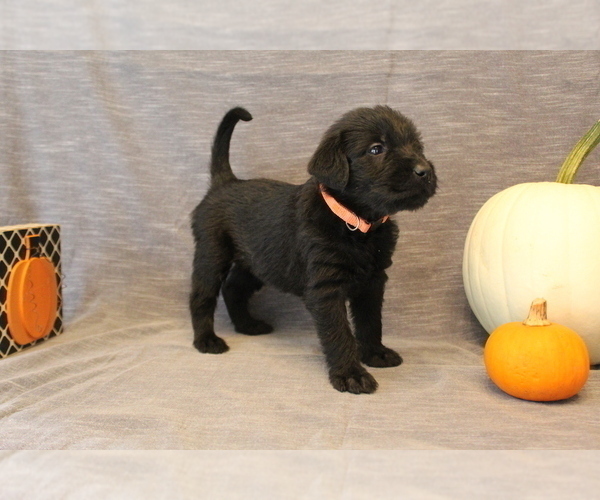 Medium Photo #1 Double Doodle Puppy For Sale in BOTHELL, WA, USA