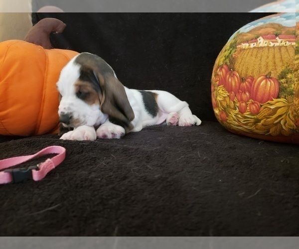 Medium Photo #22 Basset Hound Puppy For Sale in CLAREMORE, OK, USA