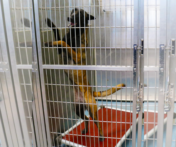 Medium Photo #2 Mutt Puppy For Sale in Pasadena, CA, USA