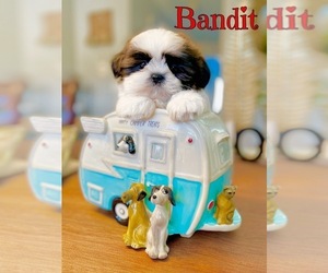 Shih Tzu Puppy for sale in SUGAR HILL, GA, USA