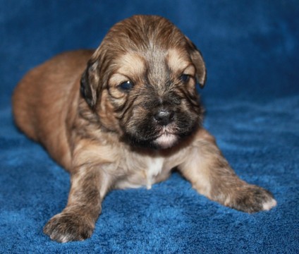 Medium Photo #1 Lhasa-Poo Puppy For Sale in PLACERVILLE, CA, USA