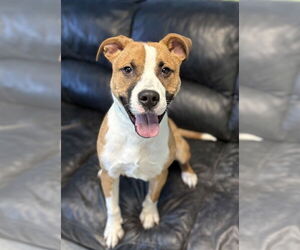 Mutt Dogs for adoption in Spring Lake, NJ, USA