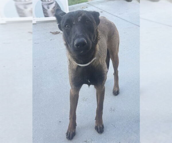 Medium Photo #1 Mutt Puppy For Sale in Riverside, CA, USA