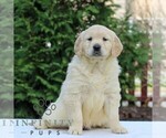 Small #3 Golden Retriever