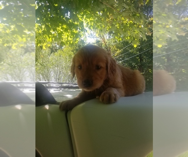 Medium Photo #7 Golden Retriever Puppy For Sale in MCMINNVILLE, TN, USA