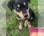 Puppy 2 Rottweiler-Siberian Husky Mix