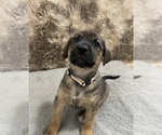 Small Photo #2 Cane Corso-German Shepherd Dog Mix Puppy For Sale in FERNLEY, NV, USA