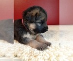 Small Photo #3 German Shepherd Dog Puppy For Sale in WALLA WALLA, WA, USA