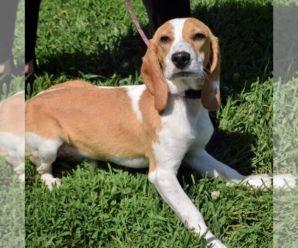 Medium Photo #3 Beagle Puppy For Sale in Huntley, IL, USA