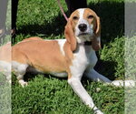 Small #2 Beagle
