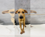 Small #2 Mutt