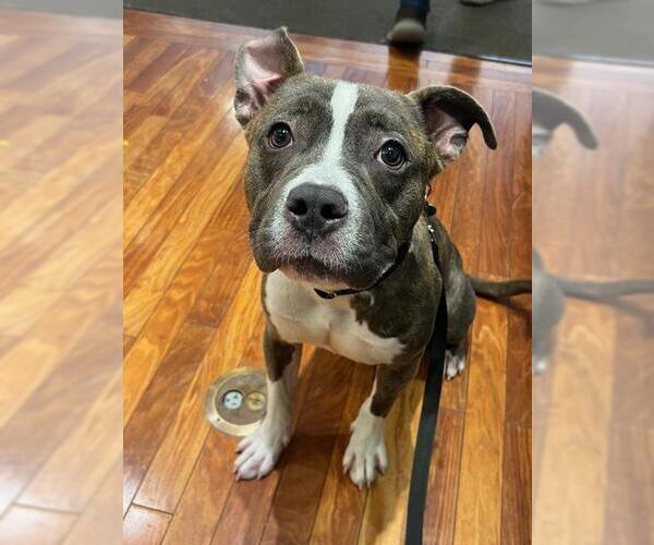 Medium Photo #2 American Pit Bull Terrier Puppy For Sale in Louisville, KY, USA