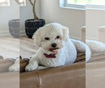 Small #3 Bichon Frise