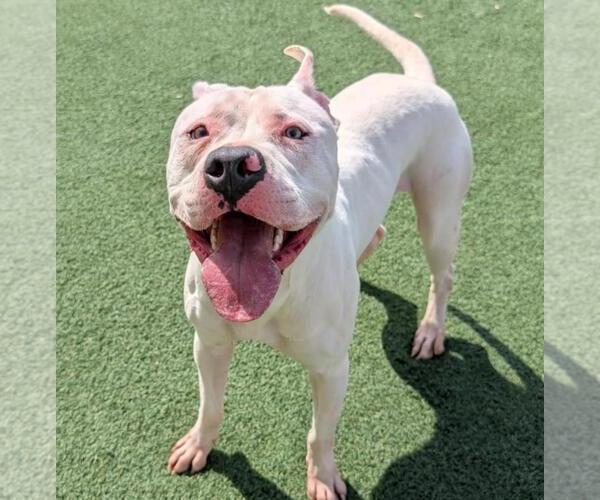 Medium Photo #8 American Bulldog-Unknown Mix Puppy For Sale in Rockwall, TX, USA