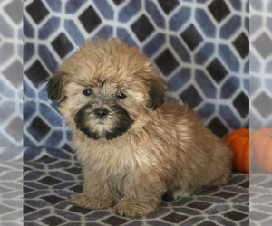Mal-Shi Puppy for sale in NARVON, PA, USA