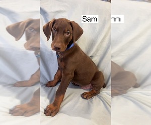 Doberman Pinscher Puppy for sale in POMEROY, OH, USA