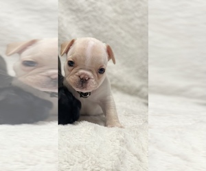 French Bulldog Puppy for sale in WINCHESTER, VA, USA