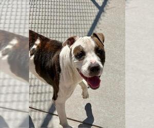 Mutt Dogs for adoption in Tulsa, OK, USA